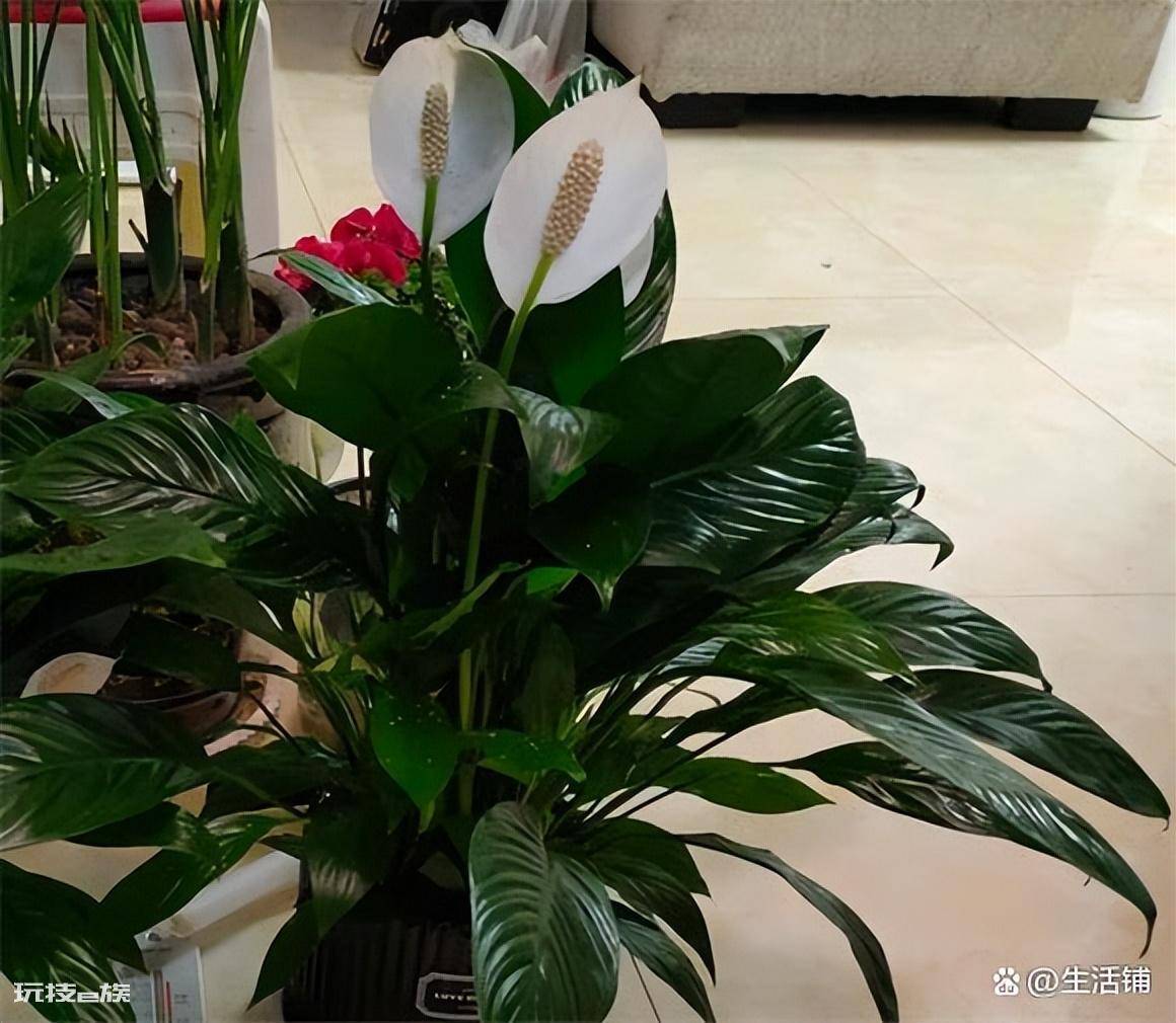 白掌叶子下垂变软怎么补救(白掌叶片耷拉下来是什么原因)-图片5